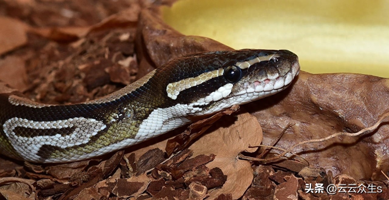 如何安装Python 3.13?使用交互式解释器